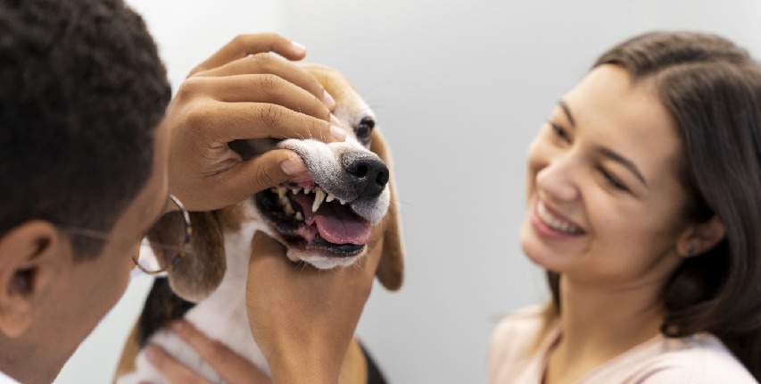 dental care Veterinary Treatment Dubai