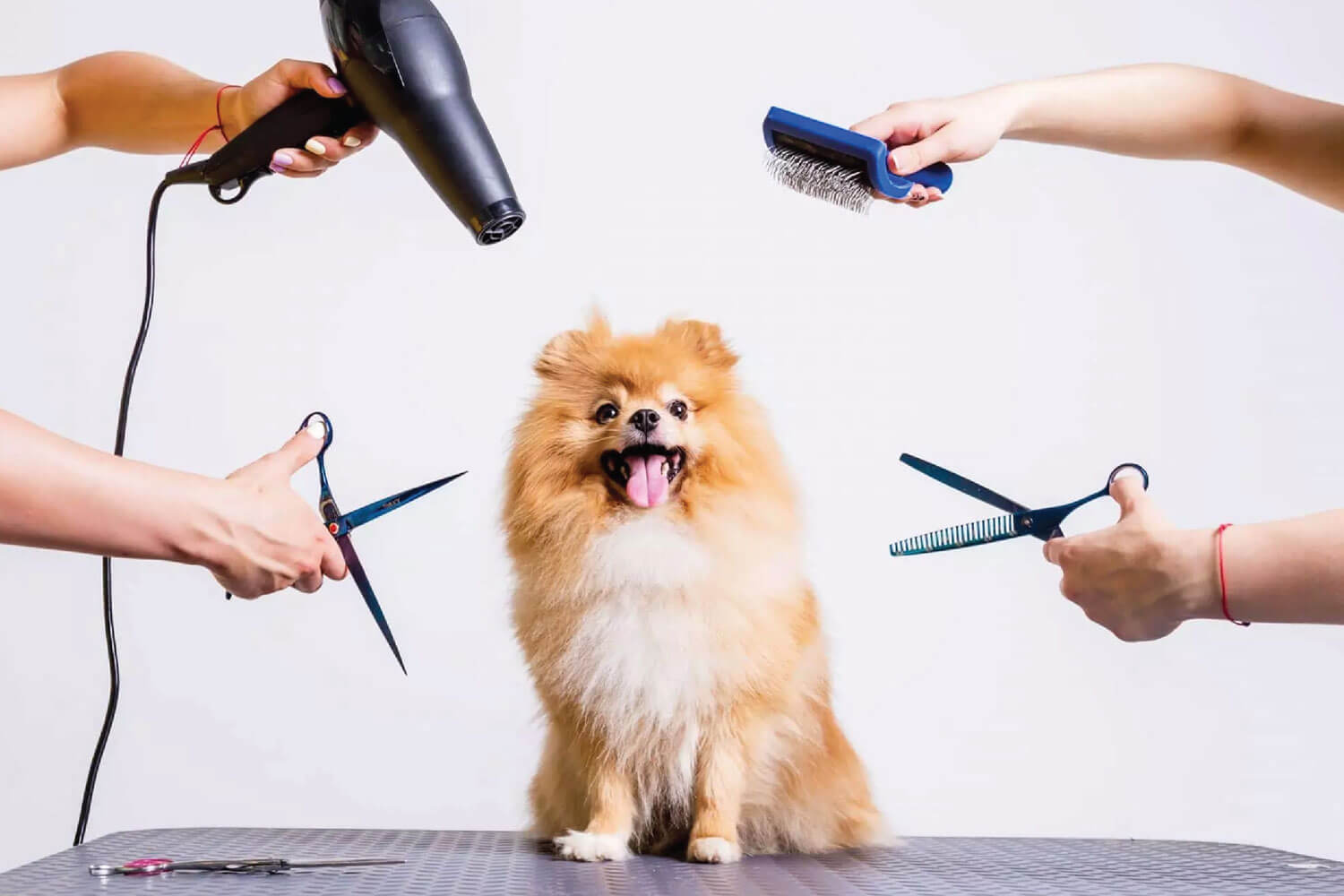 Grooming Services Veterinary Treatment Dubai